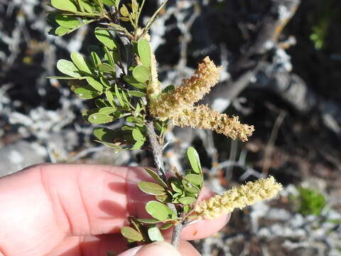 Imagem de Vachellia rigidula (Benth.) Seigler & Ebinger