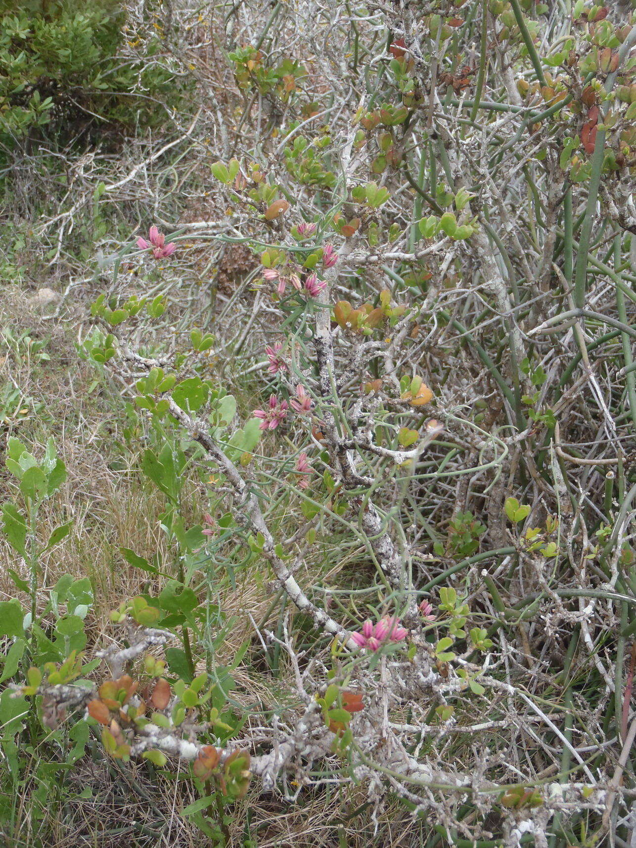 Image of Microloma sagittatum (L.) R. Br.