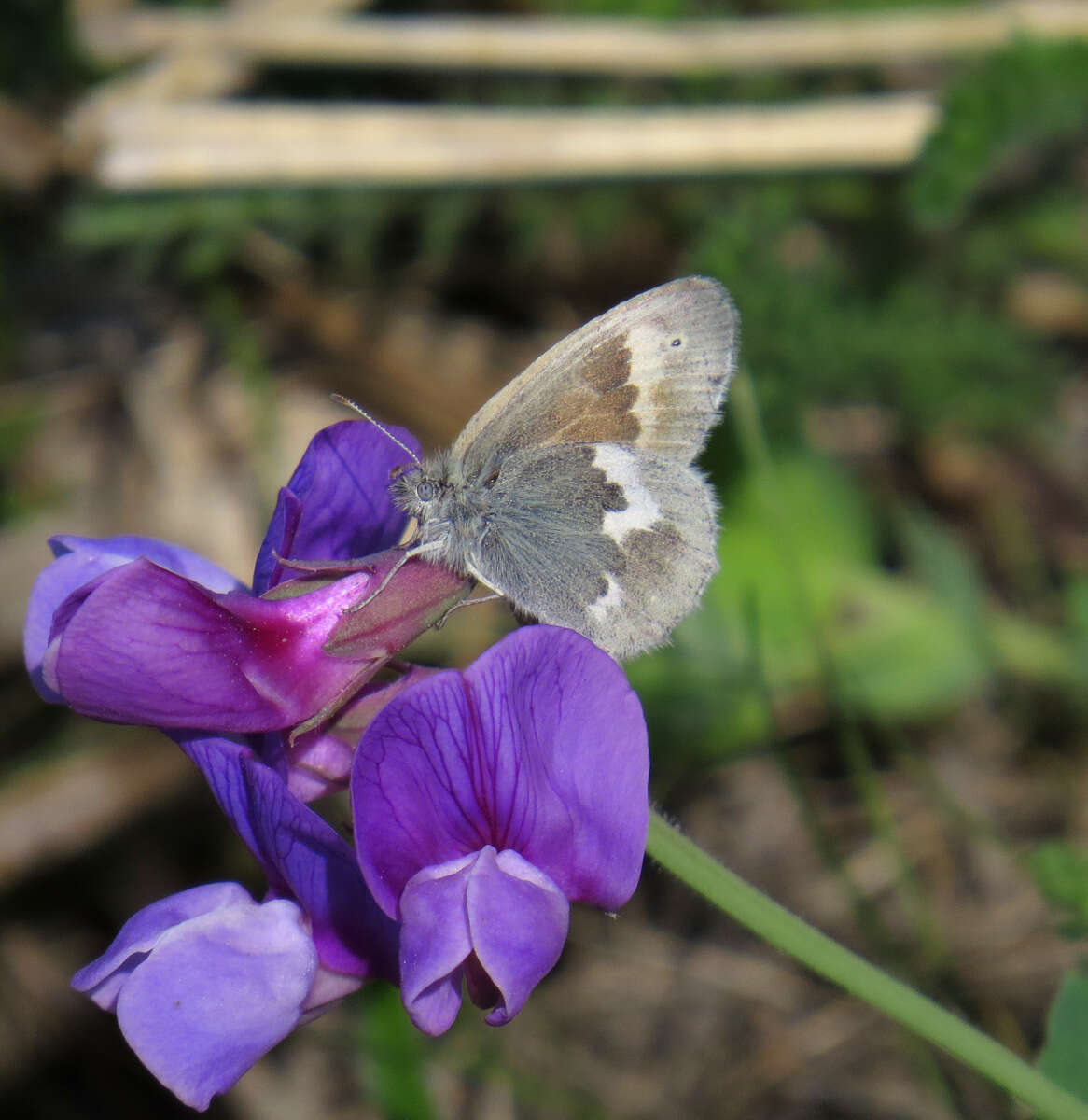 Plancia ëd Coenonympha tullia kodiak W. H. Edwards 1869