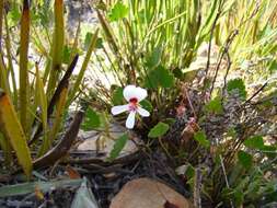 Image of Pelargonium setulosum Turcz.