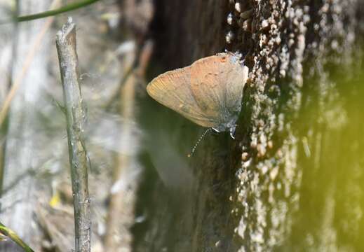 صورة Satyrium auretorum (Boisduval 1852)