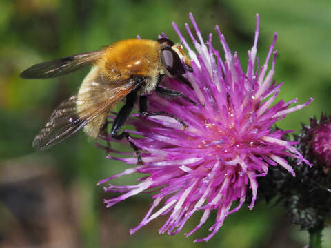 Sericomyia superbiens (Muller 1776) resmi