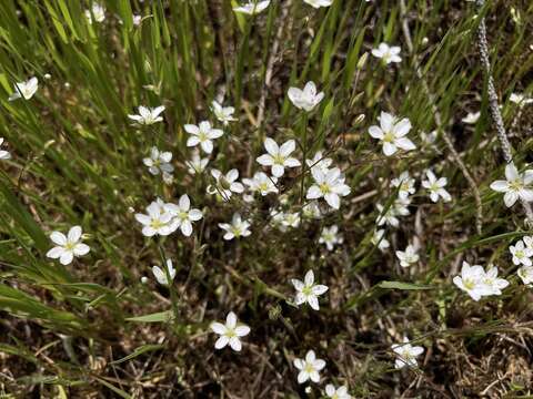 Image of slender stitchwort