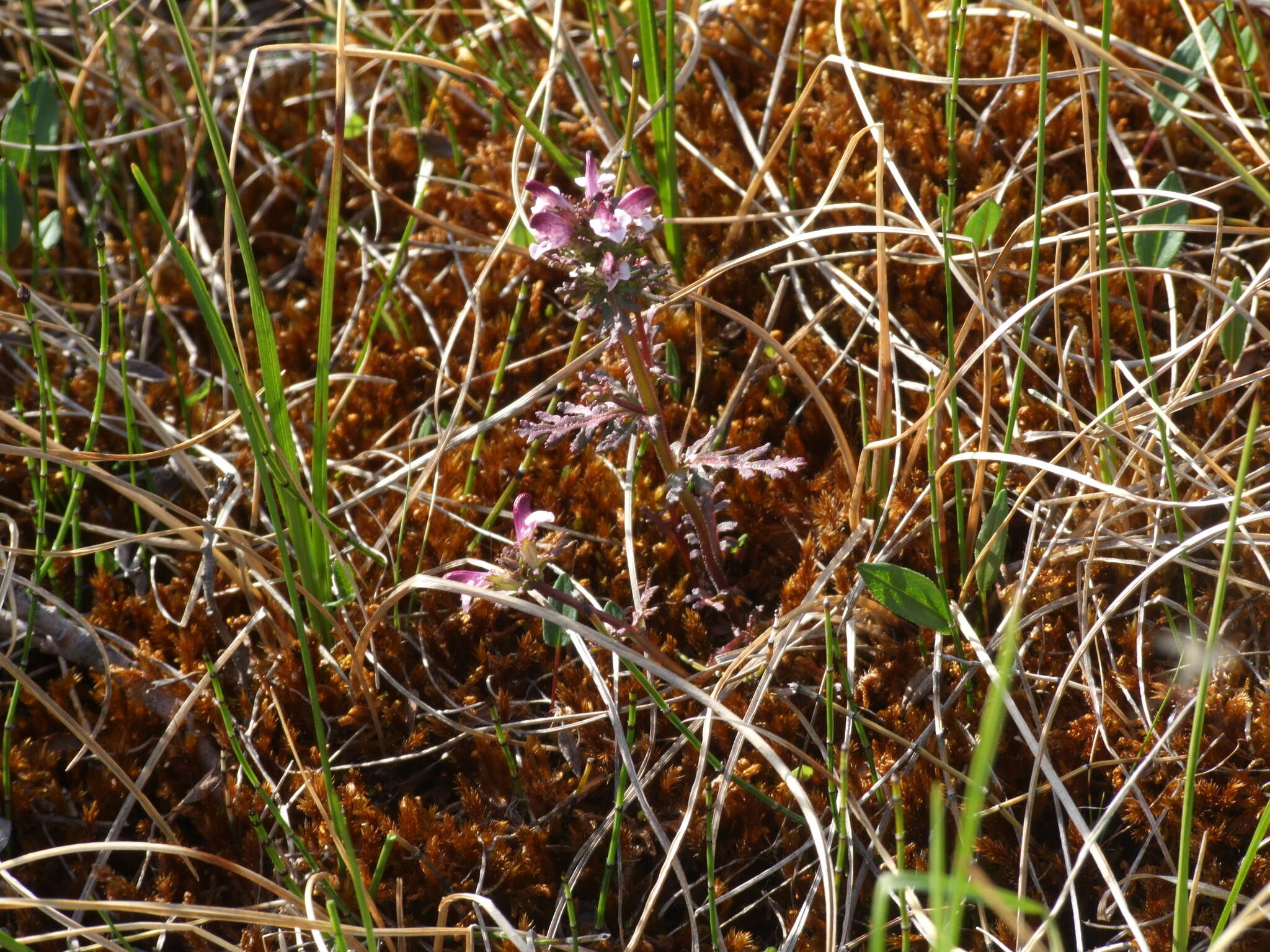 Image of Pennell's lousewort