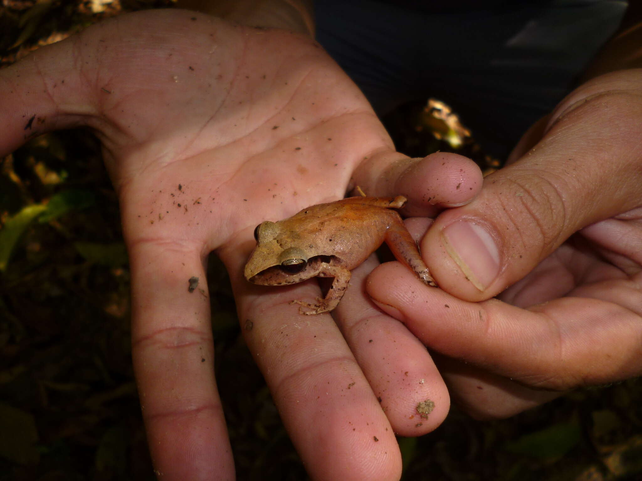 Image of Broadheaded Rainfrog