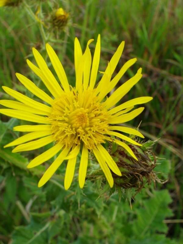 Image of Berkheya erysithales (DC.) Roessler