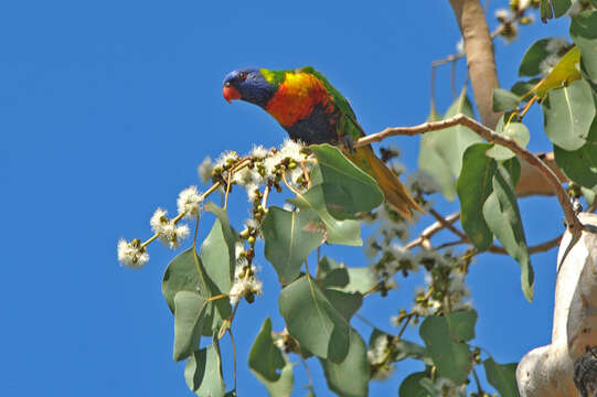 Image of Rainbow Lorikeet