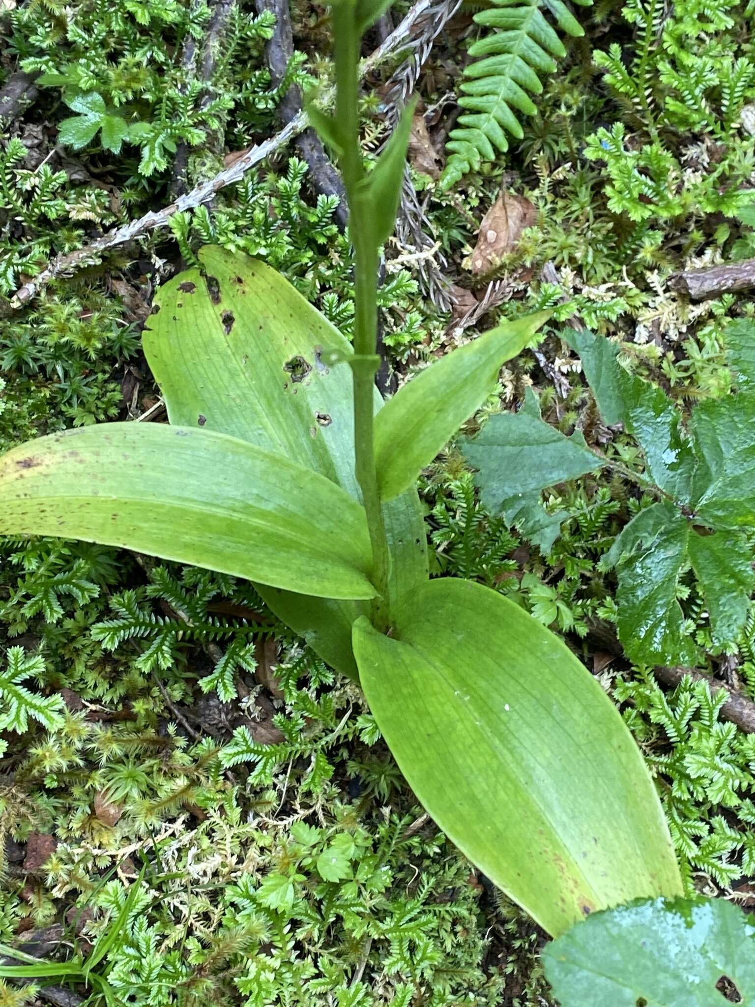 Imagem de Platanthera pollostantha R. M. Bateman & M. Moura