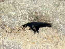 Image of Corvus capensis kordofanensis Laubmann 1919