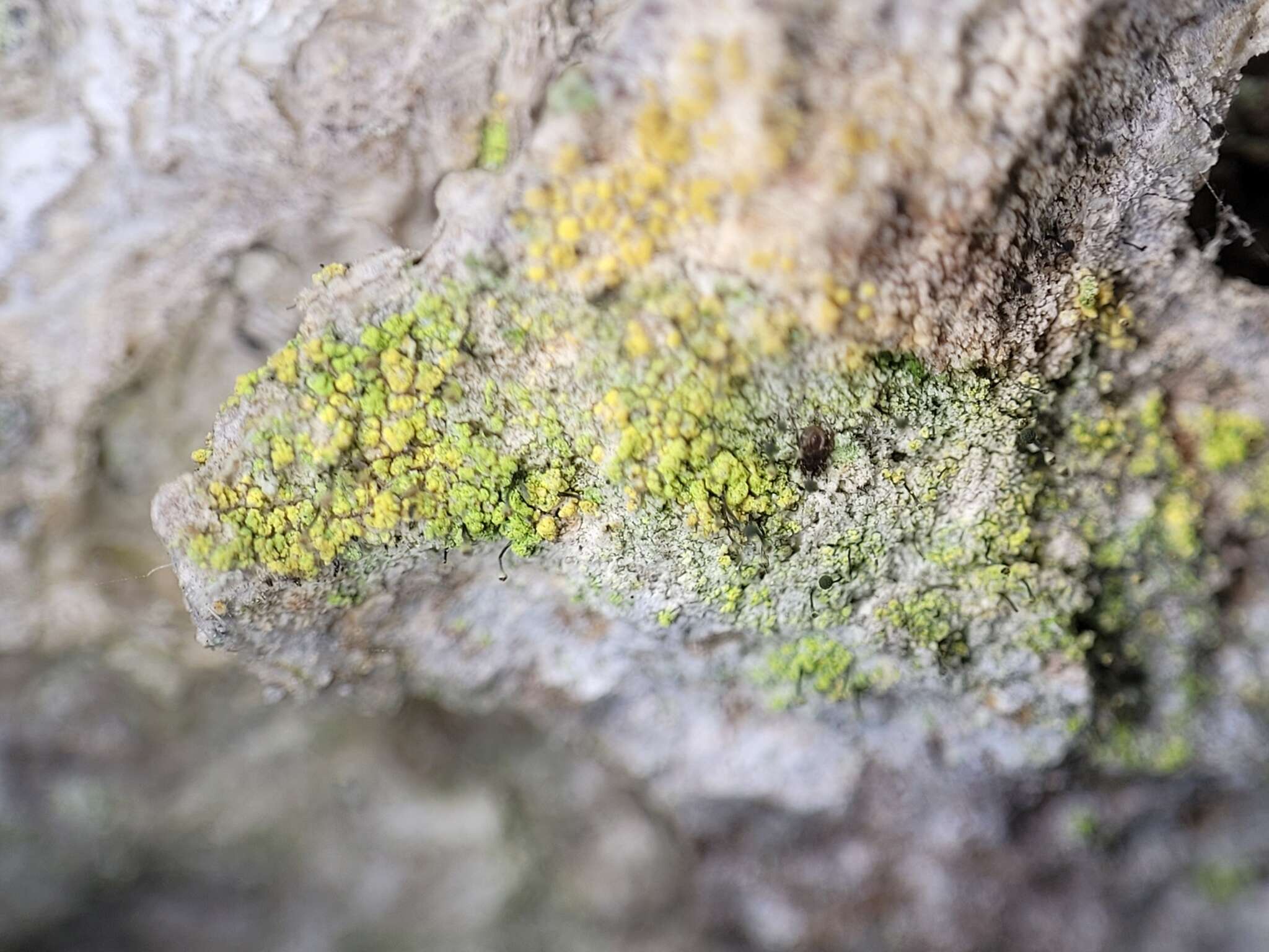 Image of needle lichen