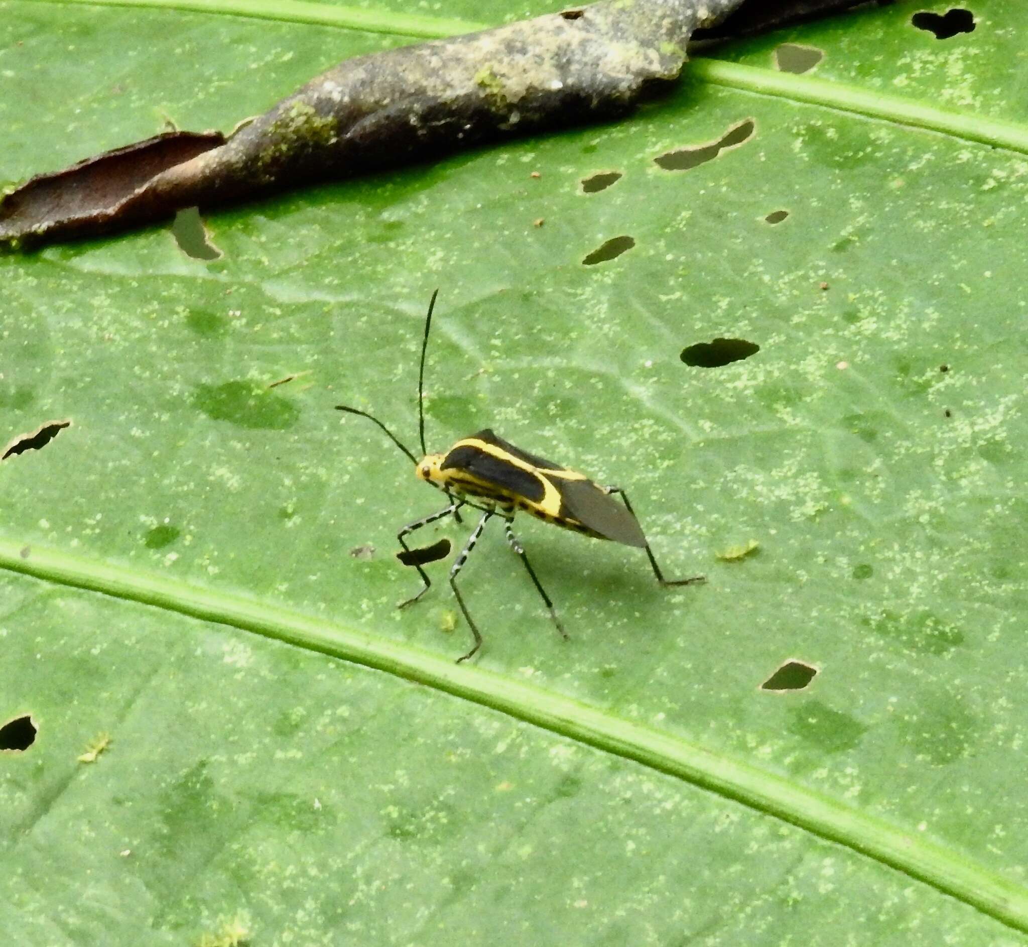 Plancia ëd Hypselonotus linea (Fabricius 1803)