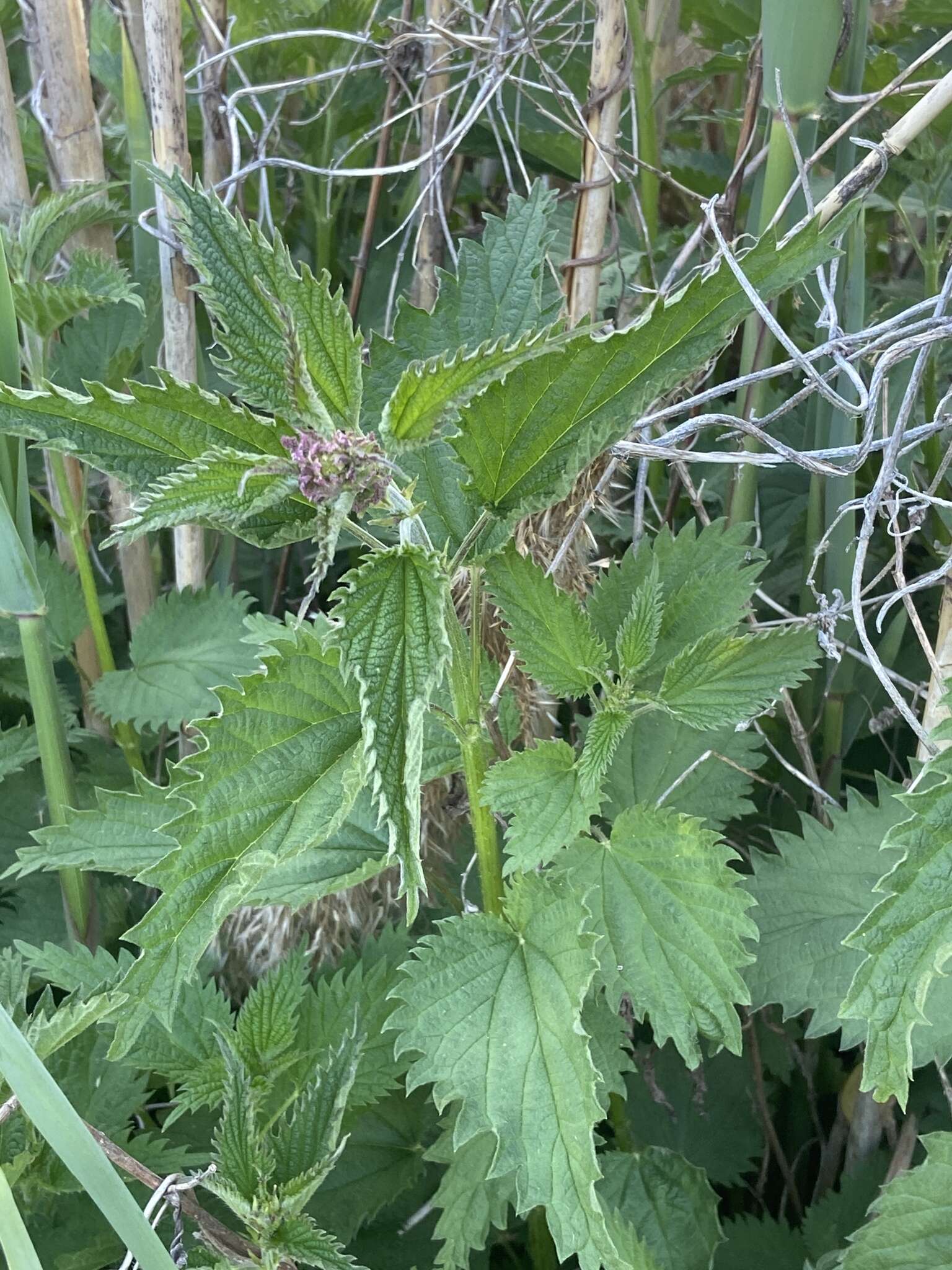 Image of River nettle