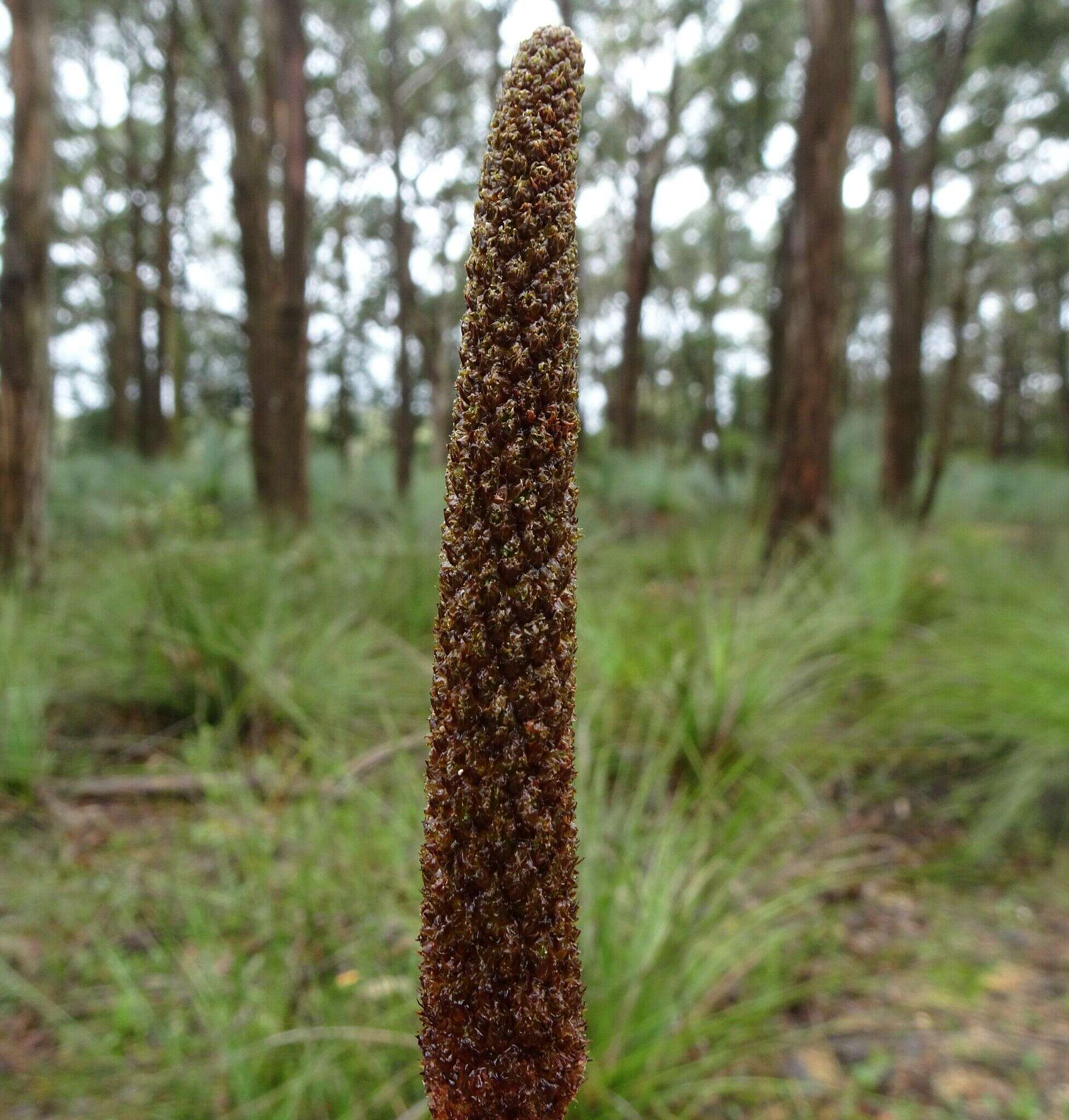 Image of Xanthorrhoea minor R. Br.