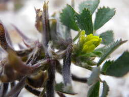 Image of hairy medick