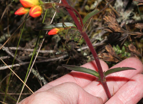 Image de Gentianella hyssopifolia (Kunth) Fabris