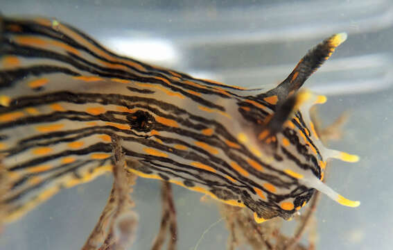 Image of orange-spike polycera