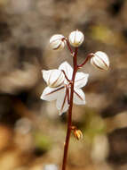 Image of Drimia albiflora (B. Nord.) J. C. Manning & Goldblatt