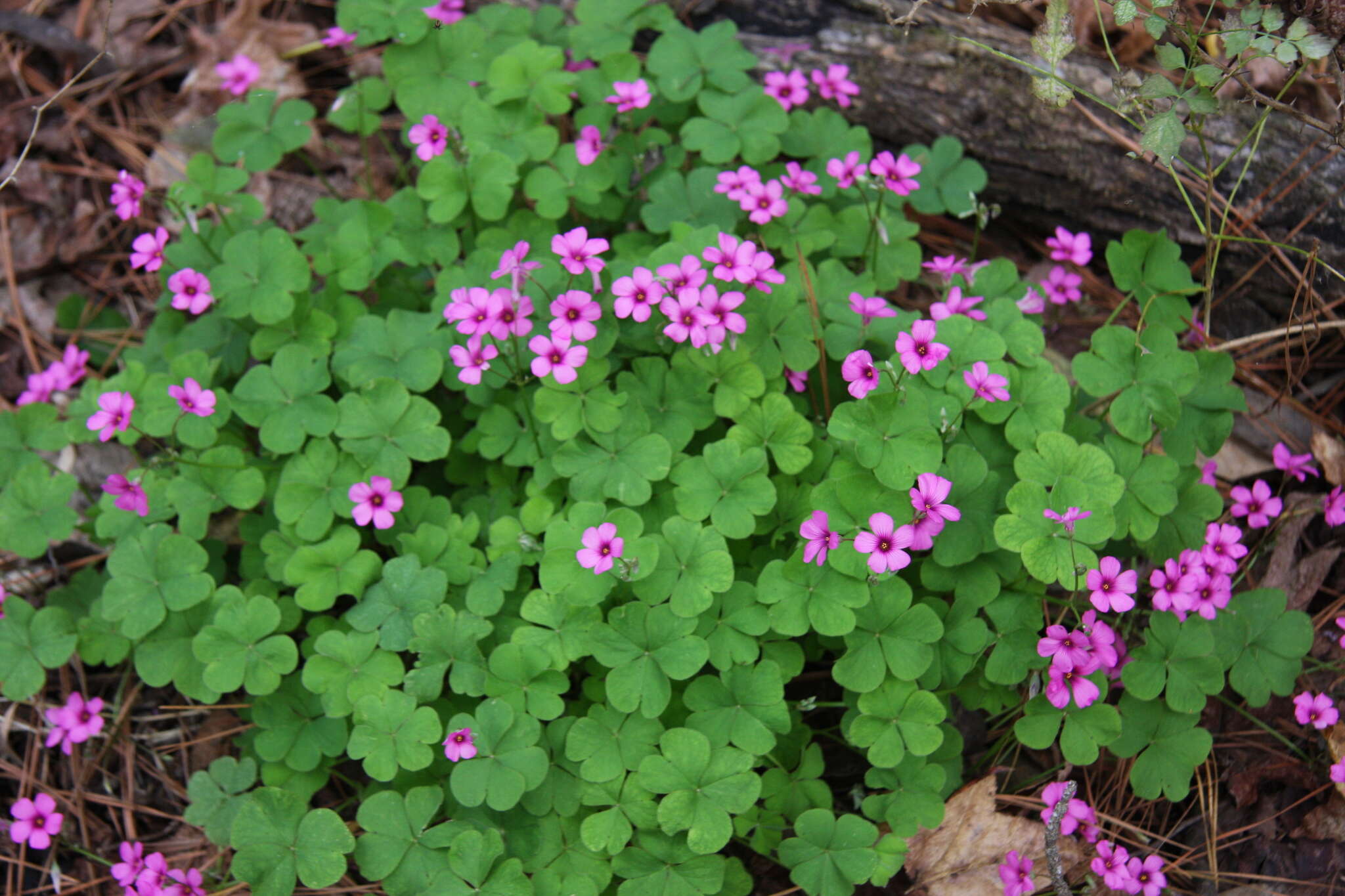 Sivun Oxalis articulata subsp. rubra (A. St.-Hil.) Lourteig kuva