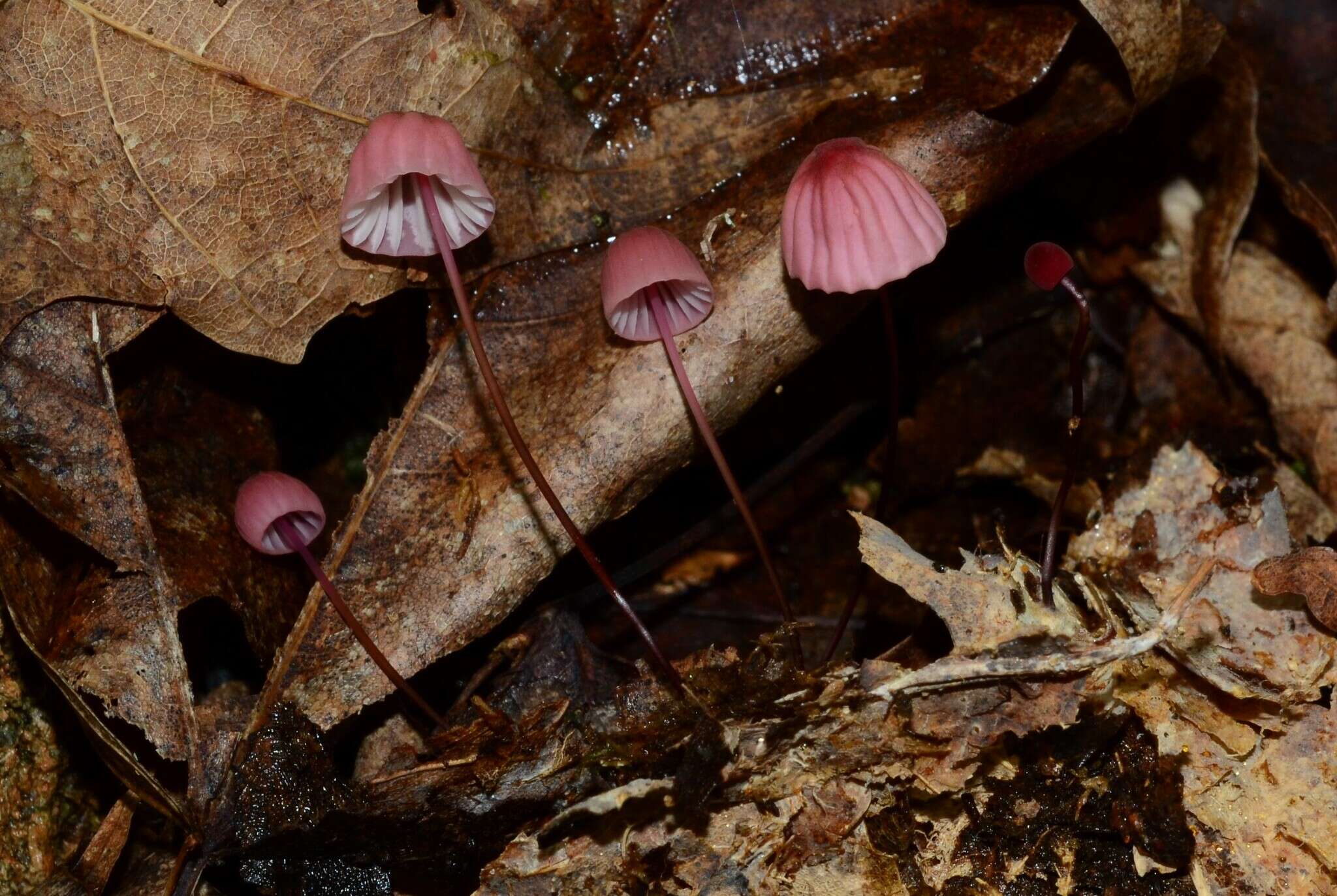 Image of Marasmius bellipes Morgan 1905