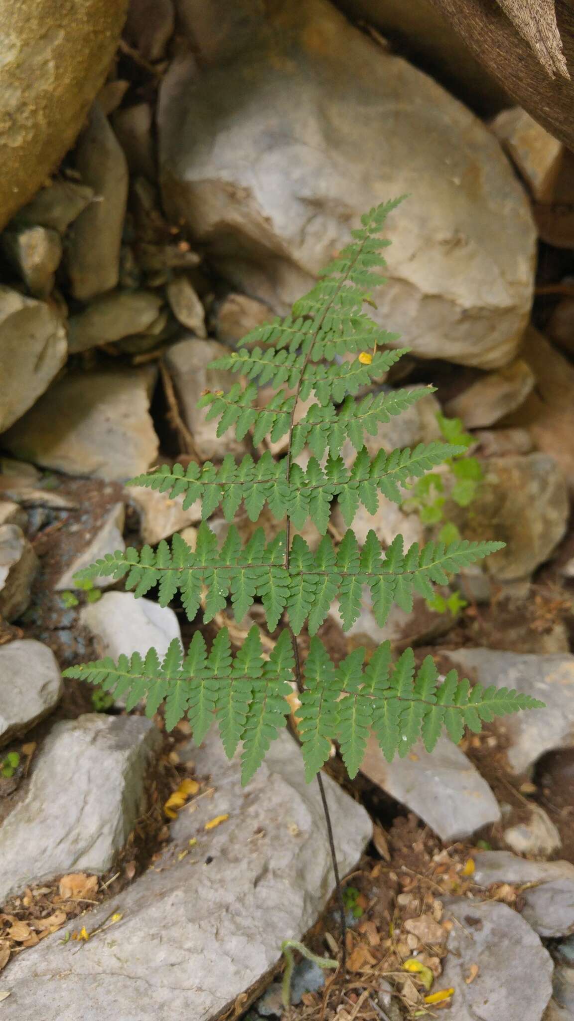 Plancia ëd Myriopteris aemula (Maxon) Grusz & Windham