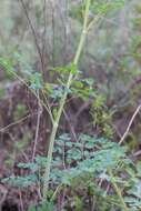 Image of Fendler's meadow-rue