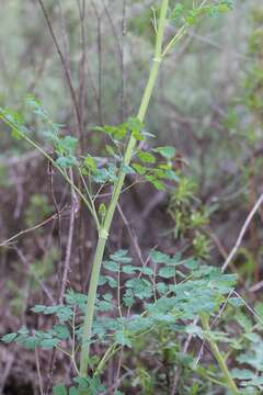 Imagem de Thalictrum fendleri var. polycarpum Torrey