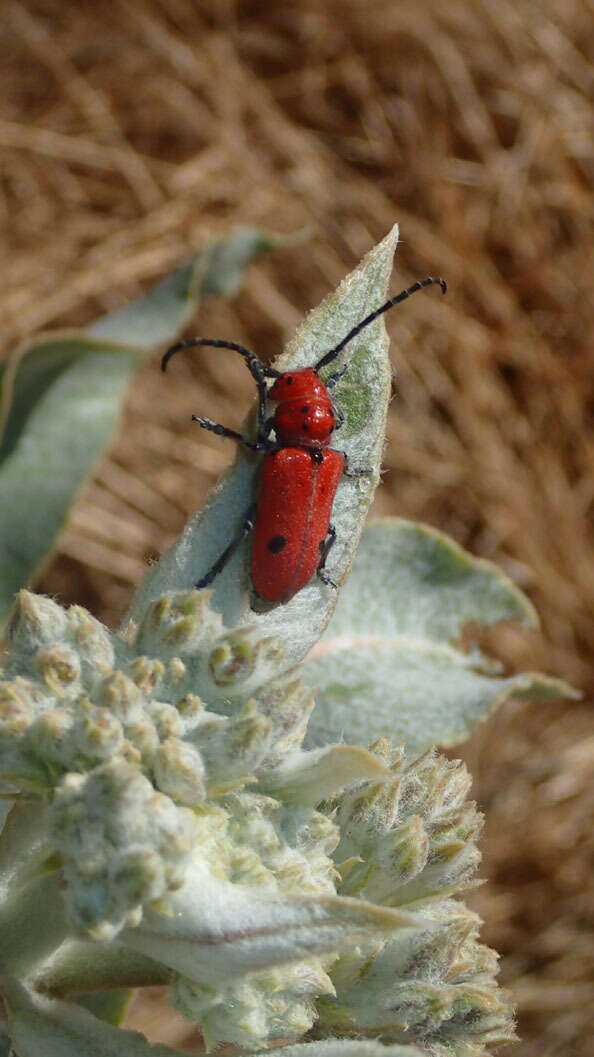 Image of Tetraopes basalis Le Conte 1852