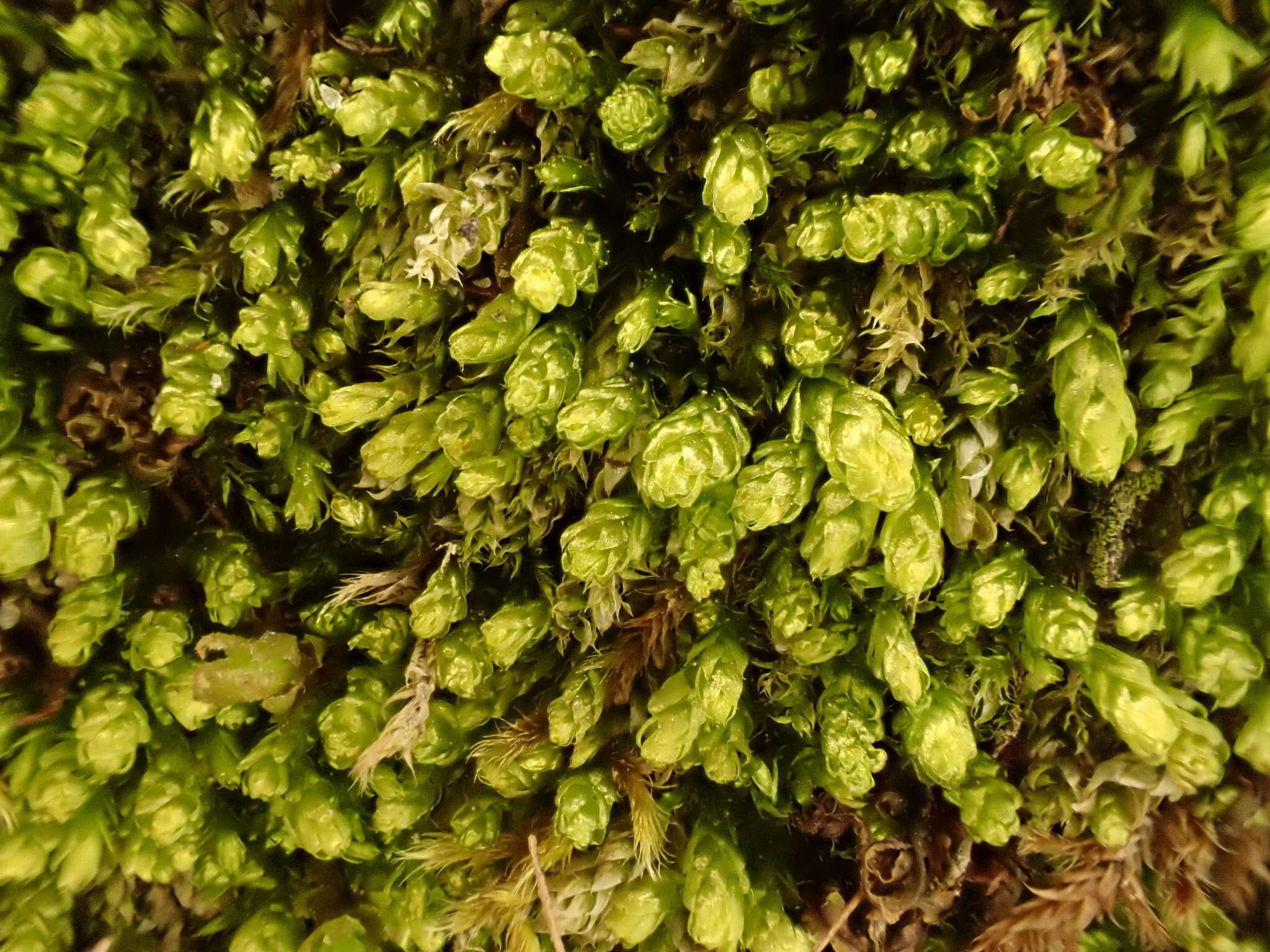 Image of plagiothecium moss