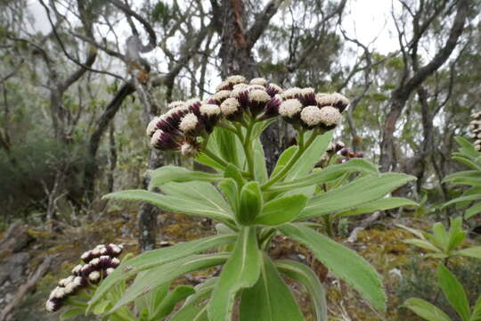 Image of Psiadia anchusifolia (Poir.) Cordem.