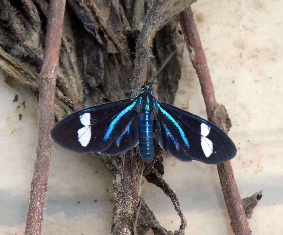 Image de Agyrta porphyria Cramer 1782