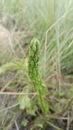 Image of Habenaria galpinii Bolus