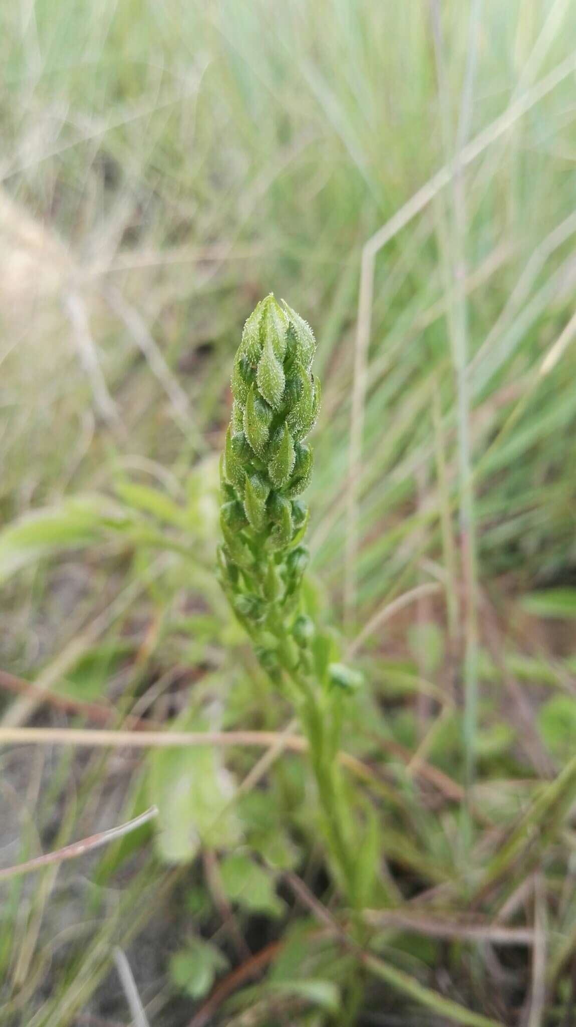 Image of Habenaria galpinii Bolus