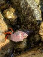 Image of California scarlet hermit crab