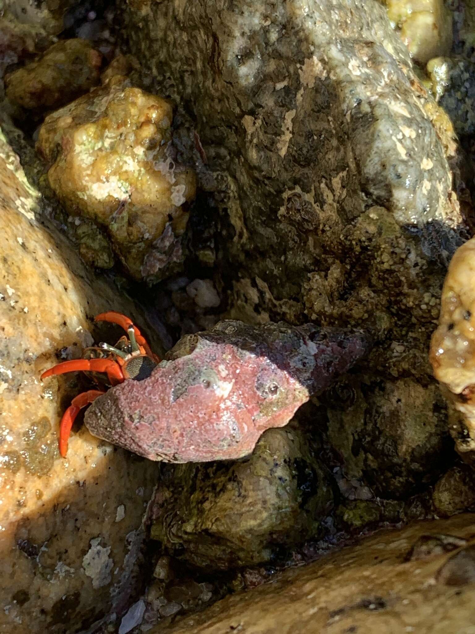 Image of California scarlet hermit crab