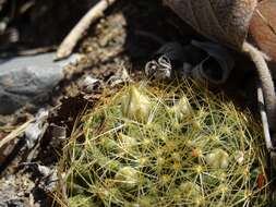 Image of Mammillaria picta Meinsh.