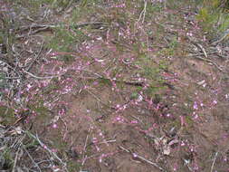 Image of Boronia crenulata Sm.