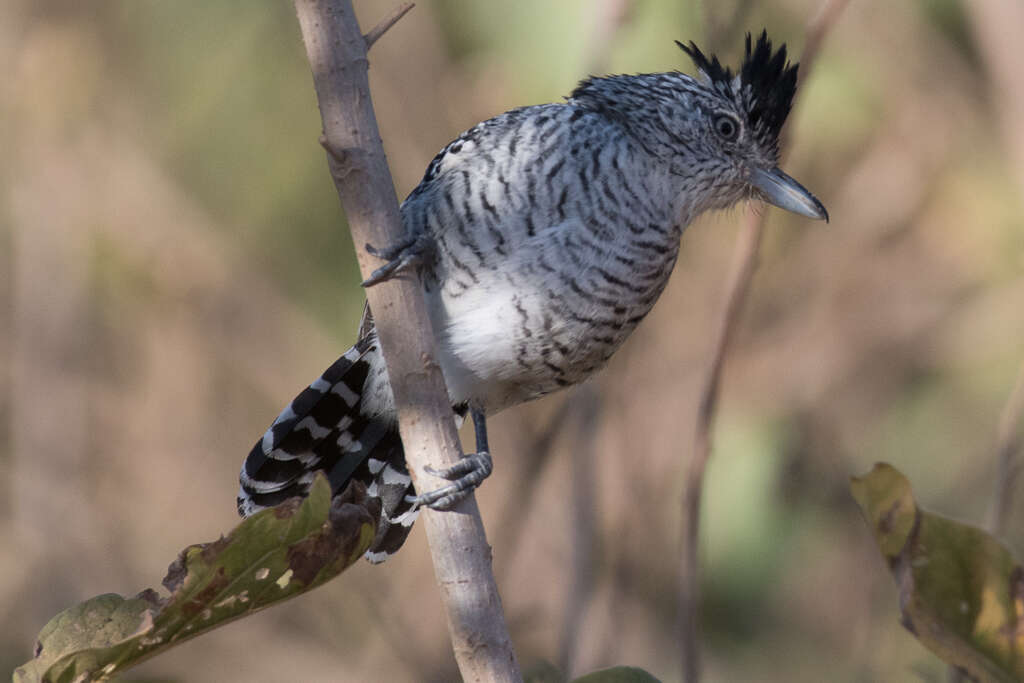 Image of Barred Antshrike