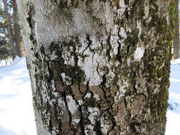 Image of <i>Eopyrenula intermedia</i>