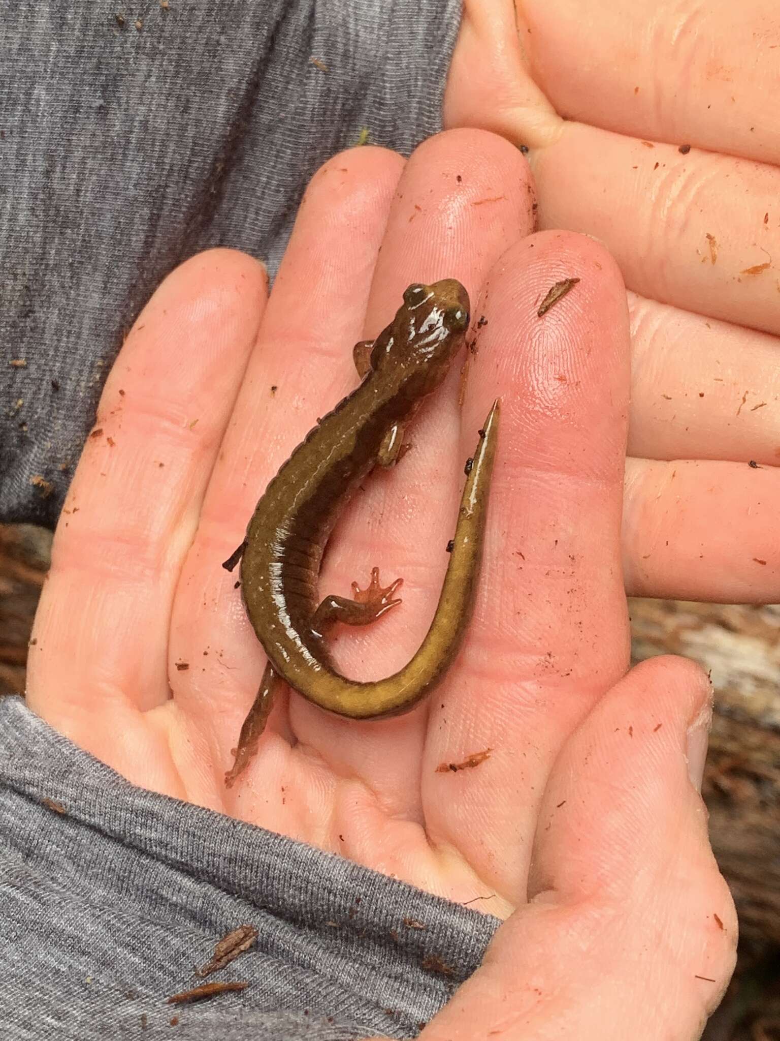 Plethodon vandykei Van Denburgh 1906 resmi