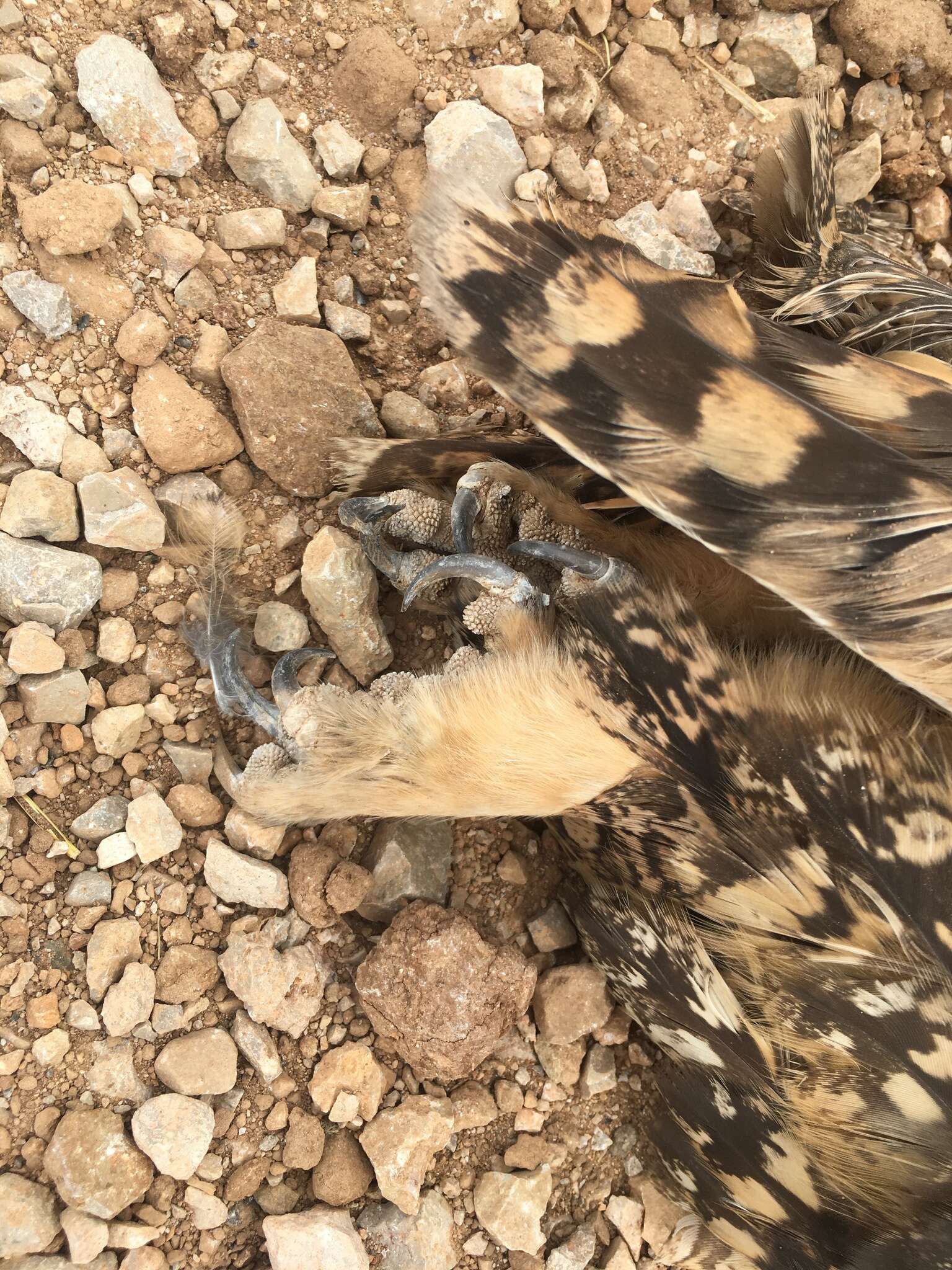 Image of Pharaoh Eagle-Owl