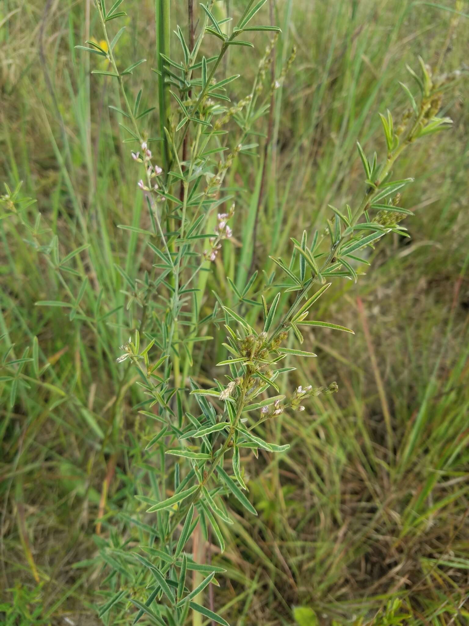 Imagem de Lespedeza leptostachya A. Gray