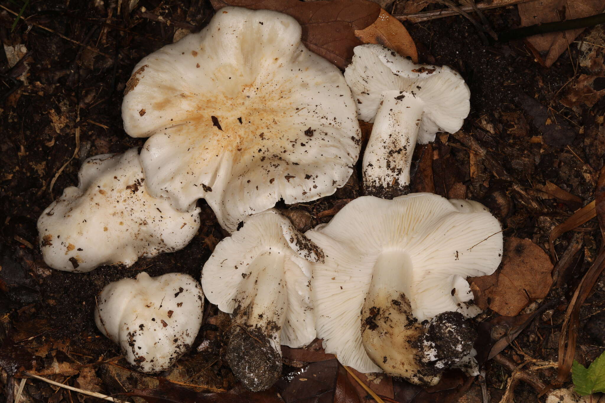 Image of Tricholoma subresplendens (Murrill) Murrill 1914