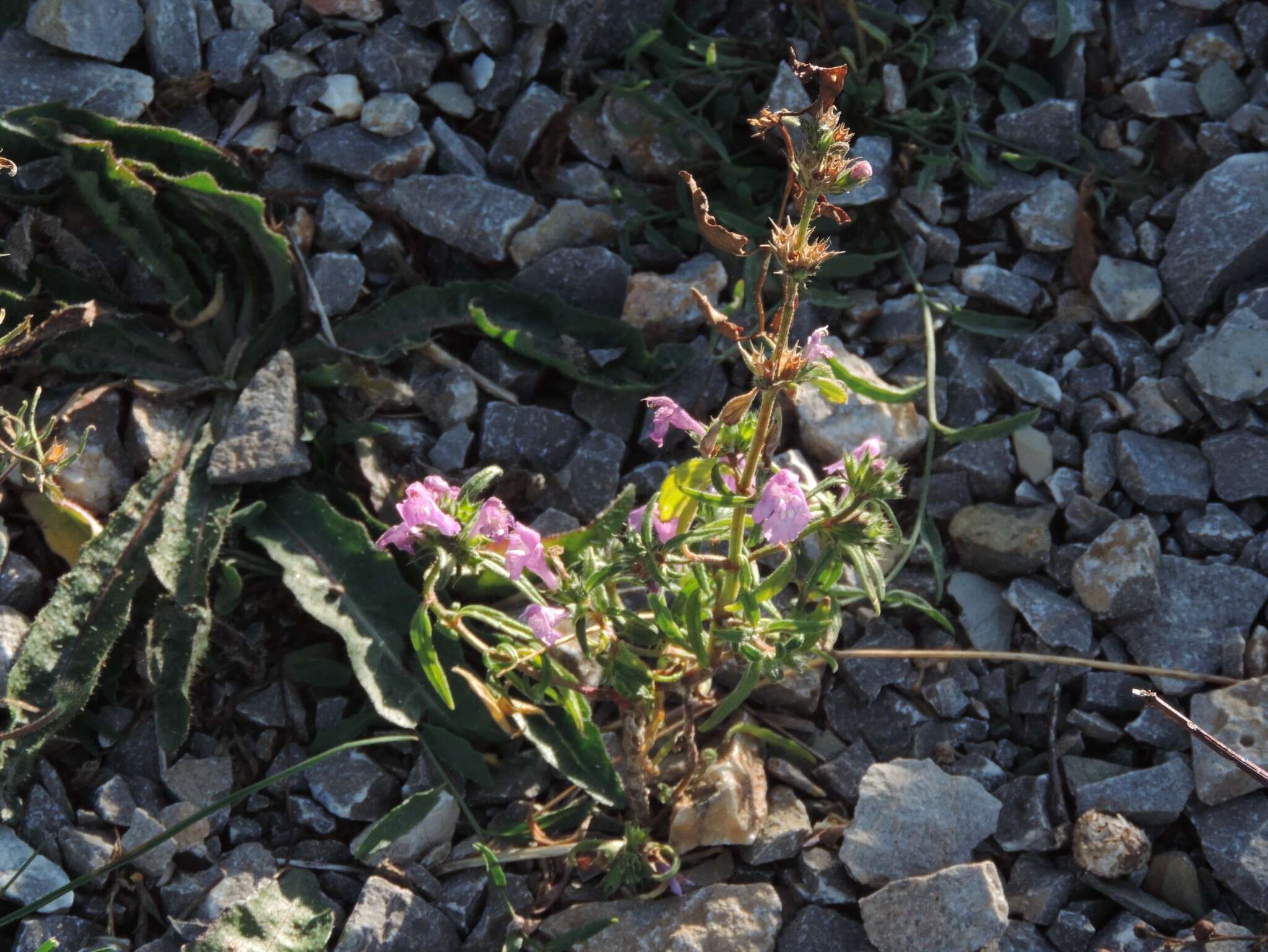 Imagem de Galeopsis angustifolia Ehrh. ex Hoffm.