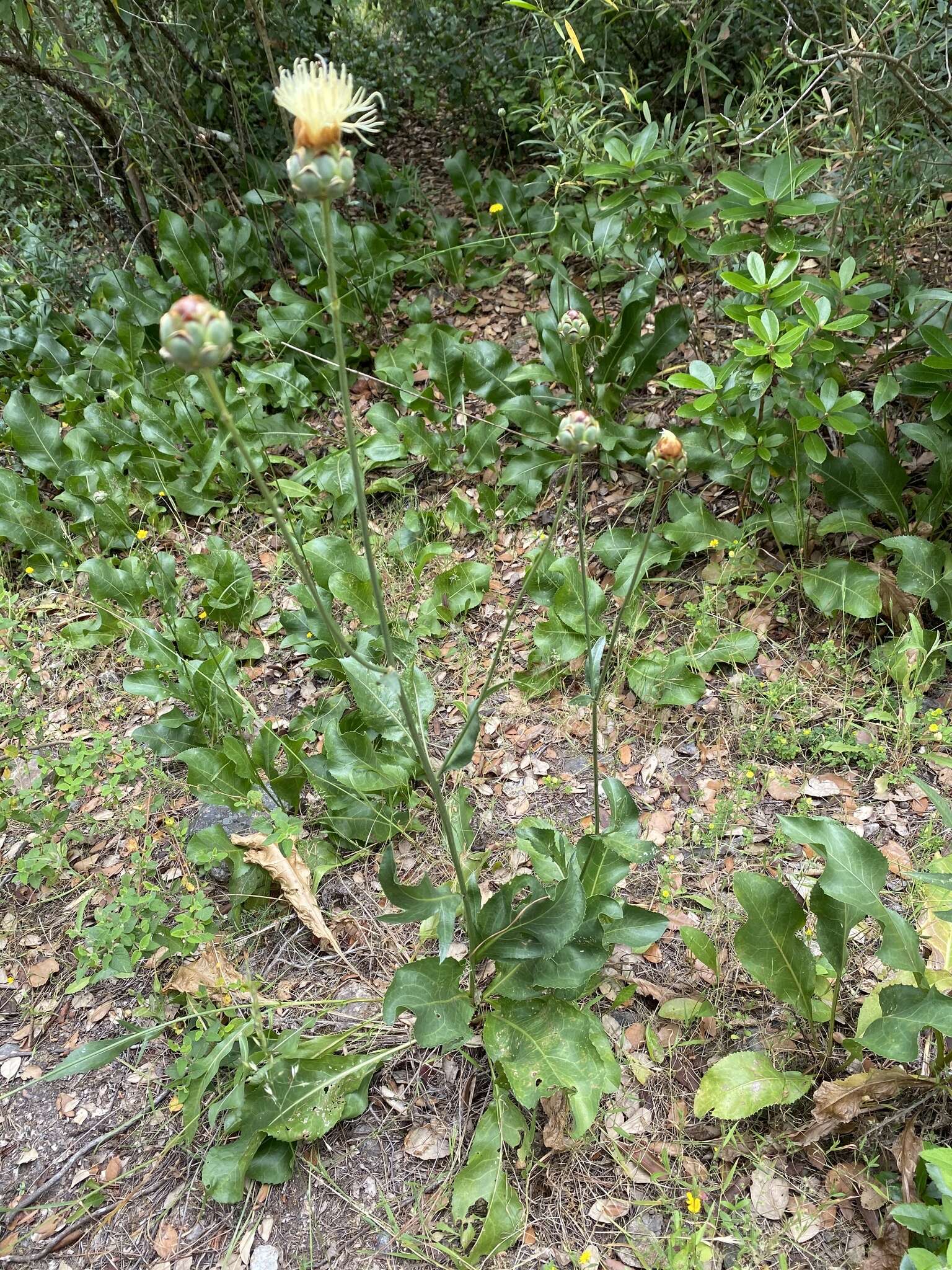 Sivun Rhaponticoides africana (Lam.) M. V. Agab. & Greuter kuva