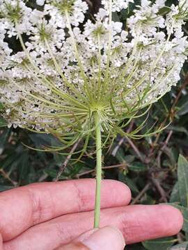 Imagem de Daucus carota subsp. maximus (Desf.) Ball