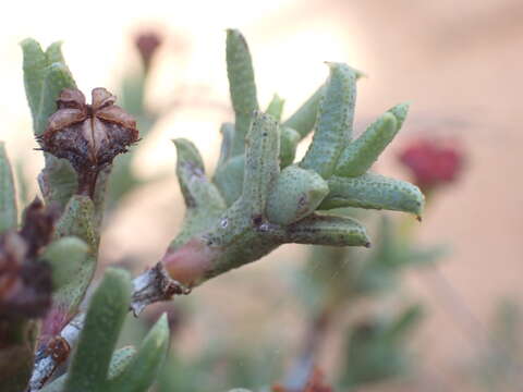 Image of Ruschia uitenhagensis (L. Bol.) Schwant.