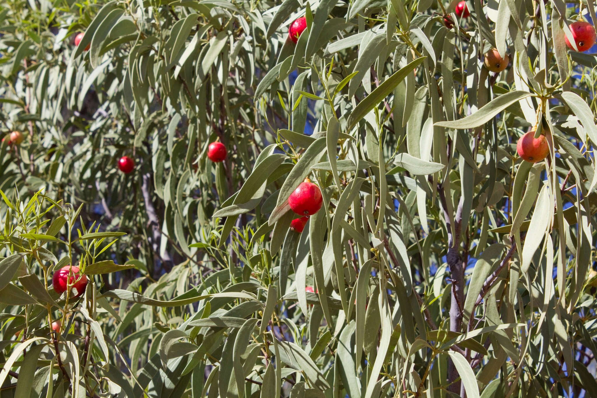 Image of Santalum acuminatum (R. Br.) A. DC.