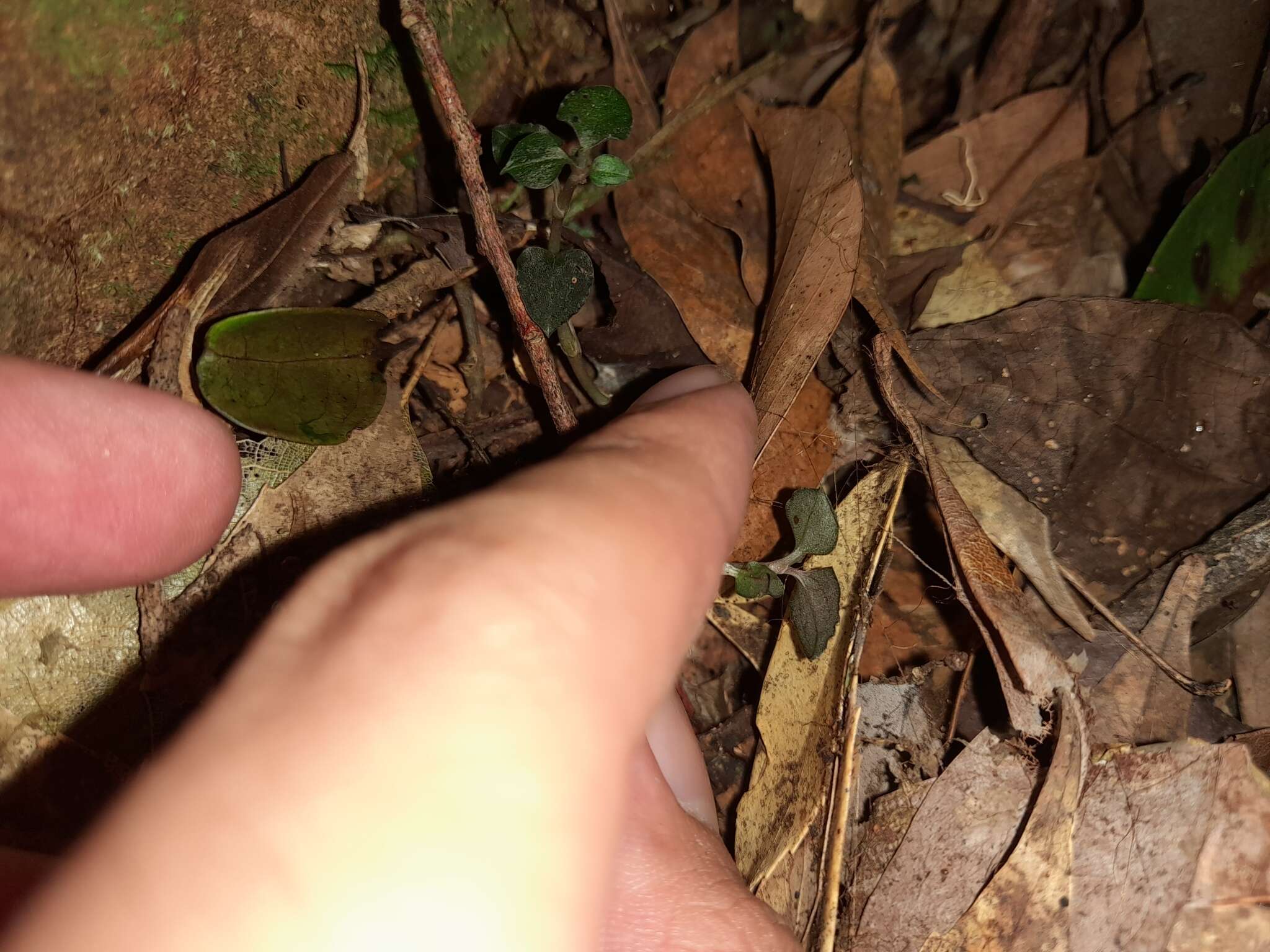 Image of Odontochilus nanlingensis (L. P. Siu & K. Y. Lang) Ormerod