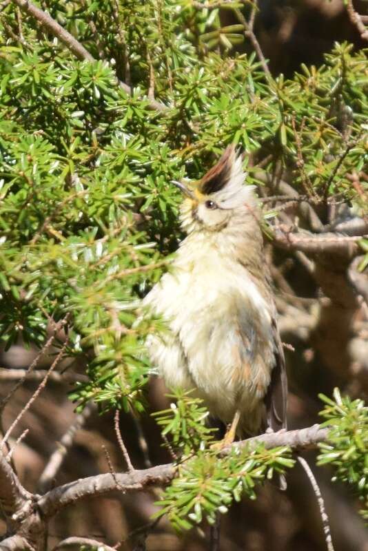 Image of Formosan Yuhina