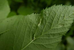 Imagem de Puccinia aegopodii (Schumach.) Link 1817